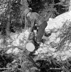 "Barking av tømmer for plass til øye.  Vestre Gausdal, Oppla