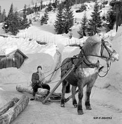 Hankekjøring i Vestre Gausdal i mars 1967.  Fotografiet er t
