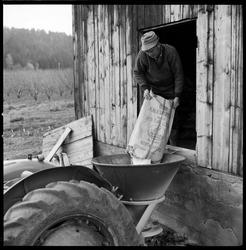 Gjødsling av frukthage.