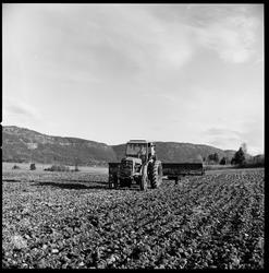 Jordbruk. På våren.