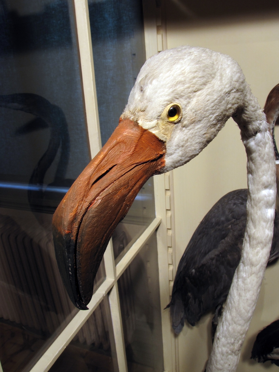 Vänersborgs museum. Afrikanska fågelsalen, flamingo.