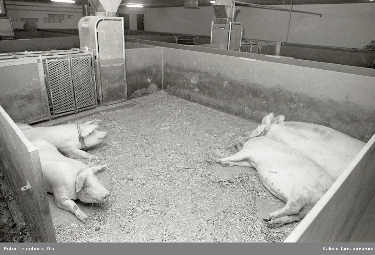 Grisar hos grisuppfödare för SCAN, KLS.