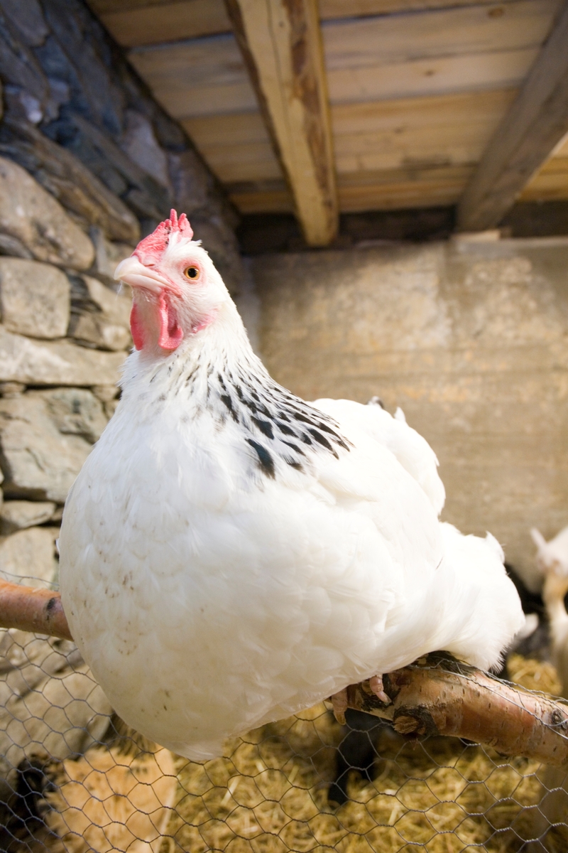Høne av rasen Lys Sussex på besøksgård