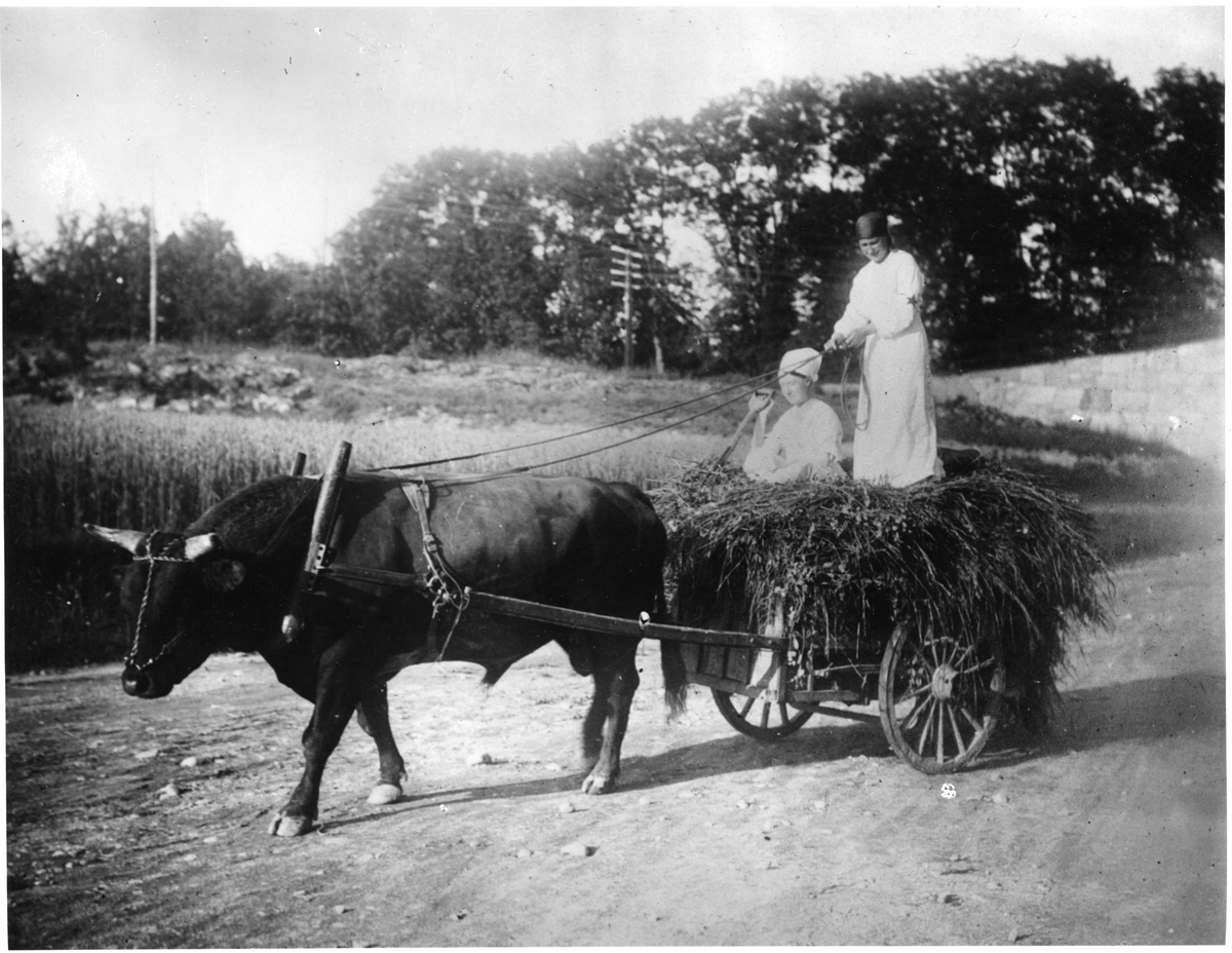 Två kvinnor ur Röda Stjärnan i tvåhjulig höskrinda dragen av tjur på landsväg.