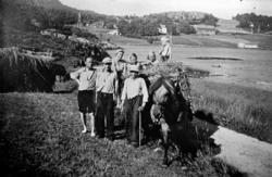 Slåttonn på Gammelkloa, Flatsetøya.  Ved siden av hesten med