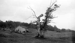 Foto fra en ukjent plass i Møre og Romsdal, hvor vi ser fra 