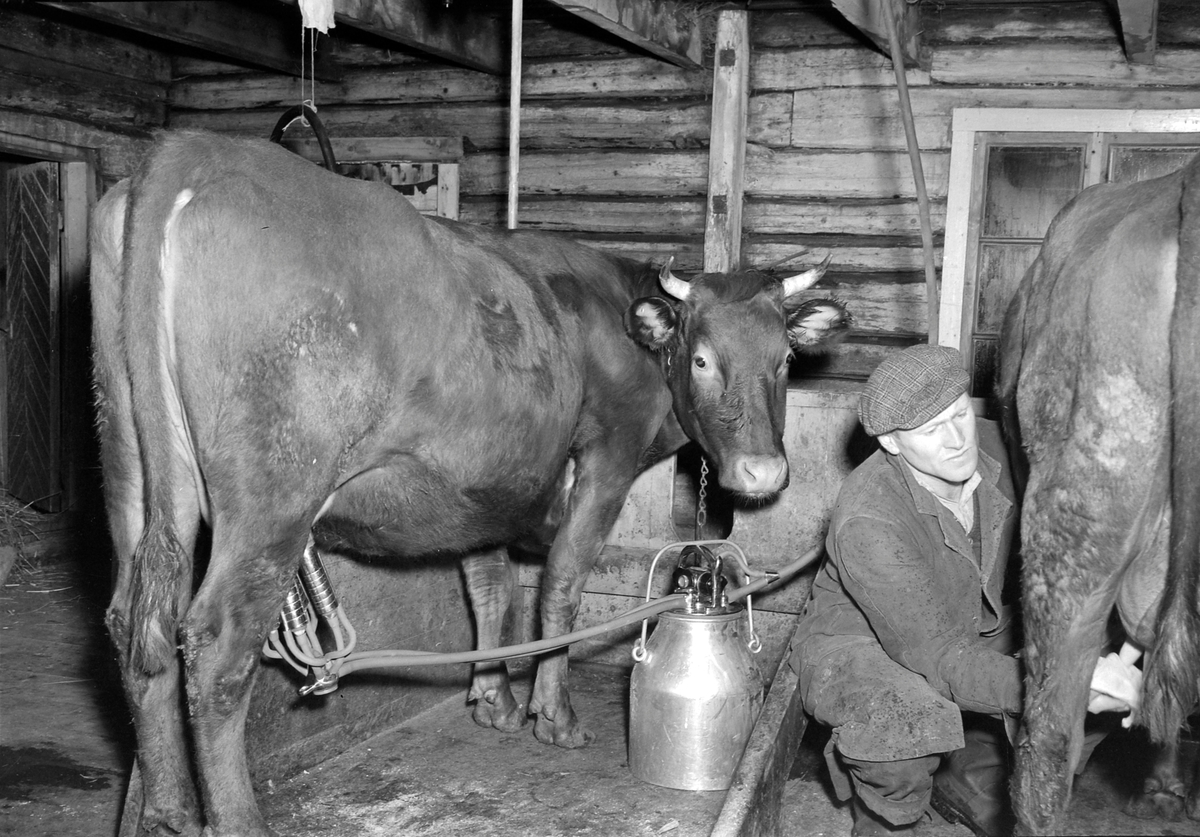 Kyr melkes med melkemaskin