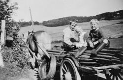 Utkjøring av kornstaur med hest og vogn, Hommelvik 1955/56