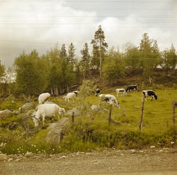 Pasvikdalen, Finnmark