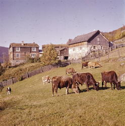 Gård og buskap i Våga