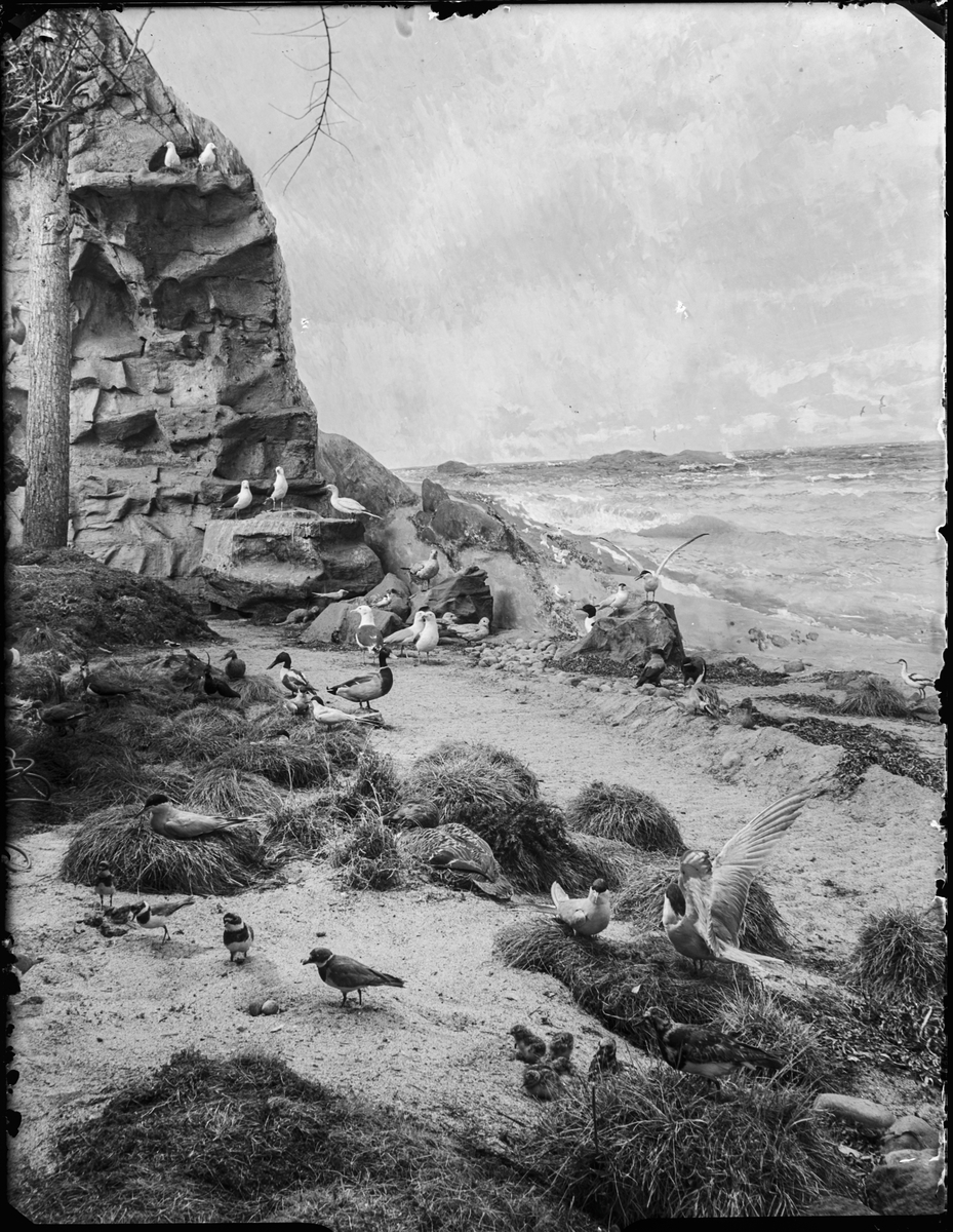 Diorama från Biologiska museets utställning om nordiskt djurliv i havs-, bergs- och skogsmiljö. Fotografi från omkring år 1900.
Biologiska museets utställning