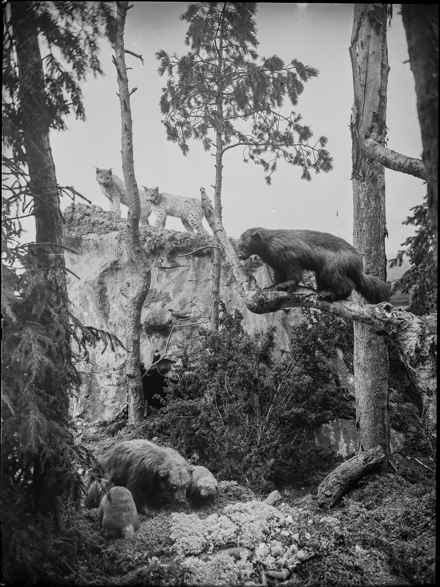 Diorama från Biologiska museets utställning om nordiskt djurliv i havs-, bergs- och skogsmiljö. Fotografi från omkring år 1900.
Biologiska museets utställning
Järv
Gulo Gulo (Linnaeus)
Lodjur
Lynx Lynx (Linnaeus)