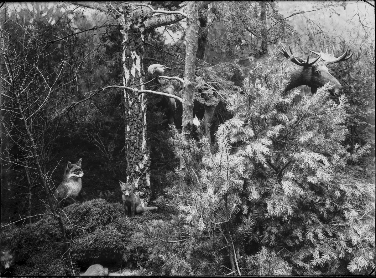 Diorama från Biologiska museets utställning om nordiskt djurliv i havs-, bergs- och skogsmiljö. Fotografi från omkring år 1900.
Biologiska museets utställning
Räv
Rödräv
Vulpes Vulpes (Linnaeus)
Älg
Alces Alces (Linnaeus)