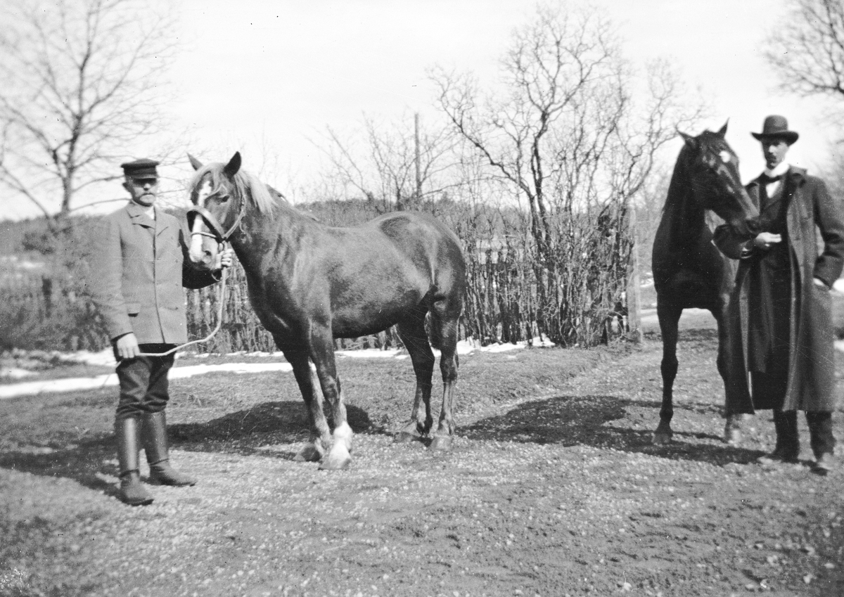 Hästarna "Lisa" och "Bläsen" på Knivsta. Den 23 april 1908