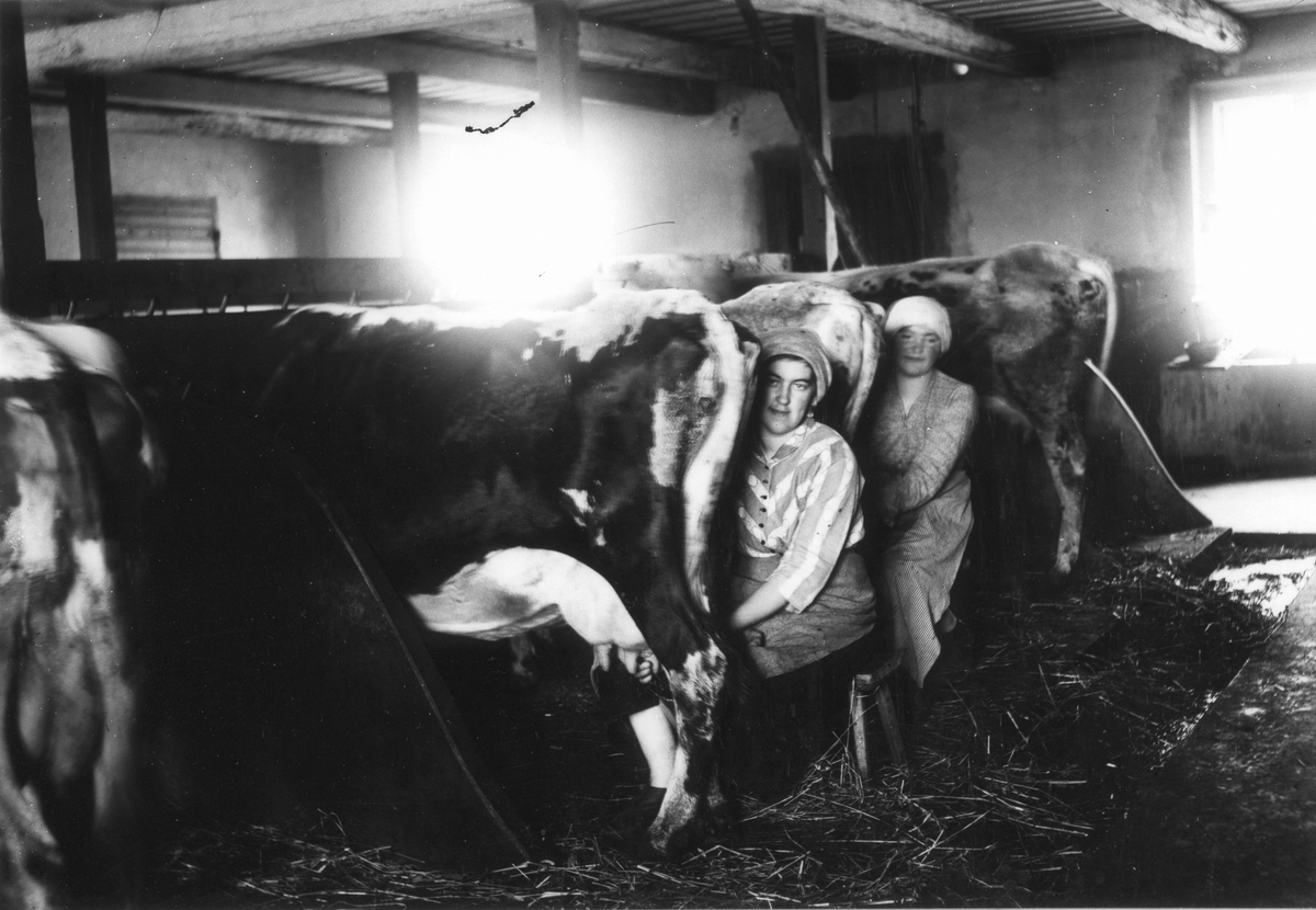 Pigorna Beda Lundgren och Agnes Andersson mjölkar korna i Nils-Nils. Foto 1917-1918.