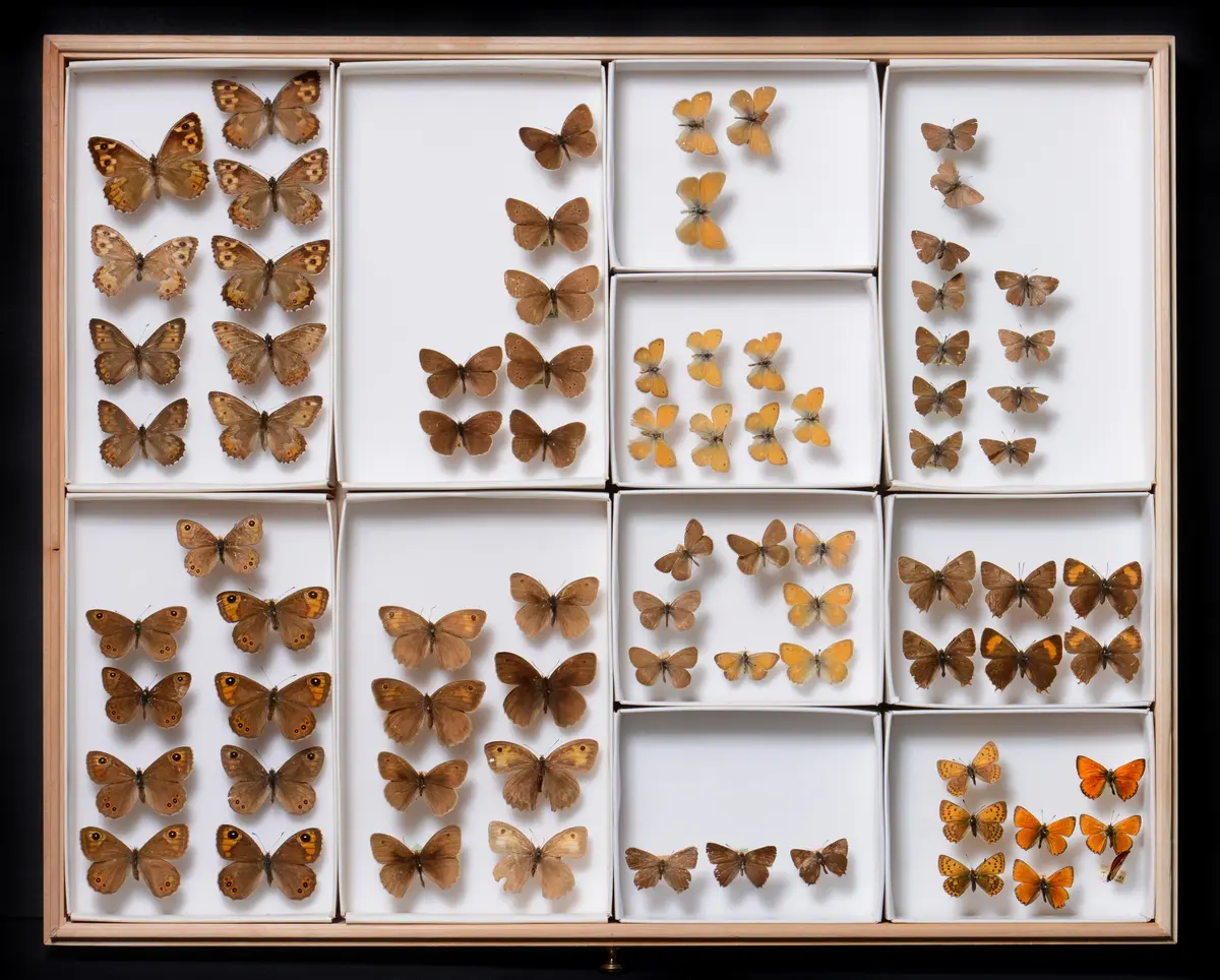 Naturhistoriske samlinger (MUST)