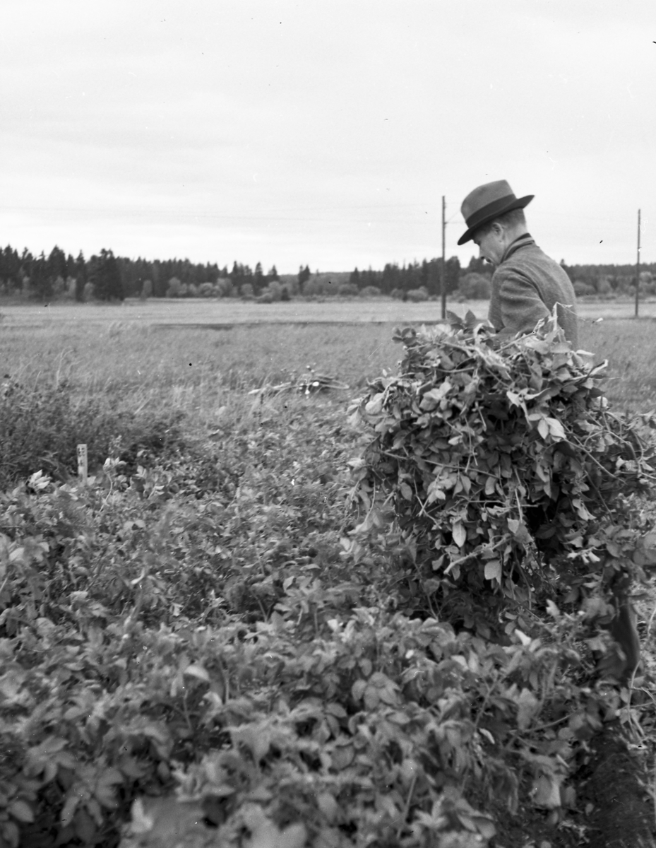 Potatisupptagning vid Brynäs.                        Reportage för Arbetarbladet