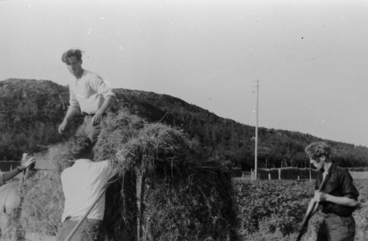 Tørrhøykjøring i Grønvik. 1944