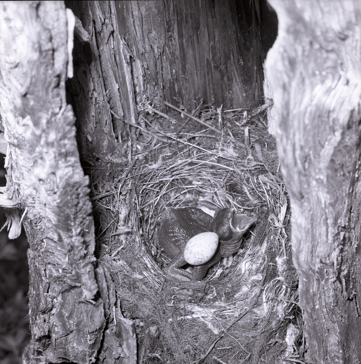 I ett fågelbo i en stubbe har en gökunge kläckts. Gökungen håller på att kasta ut de övriga äggen från boet. Fågelungen använder ryggen för att pressa ut äggen. Boet är byggt av grässtrån och kvistar samt är korgformat. 26 juni 1961.
