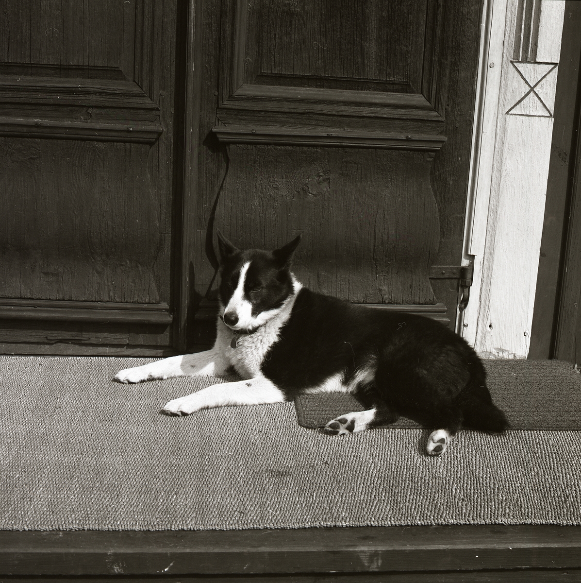 Hunden ligger på trappens matta och vilar sig. Solen värmer dess vita och svarta päls. Runt halsen bär hunden ett halsband med namnbricka som dinglar under nosen. Bakom trappen skymtar delar av en dörr i allmogestil fram och avslöjar bildens ursprung.