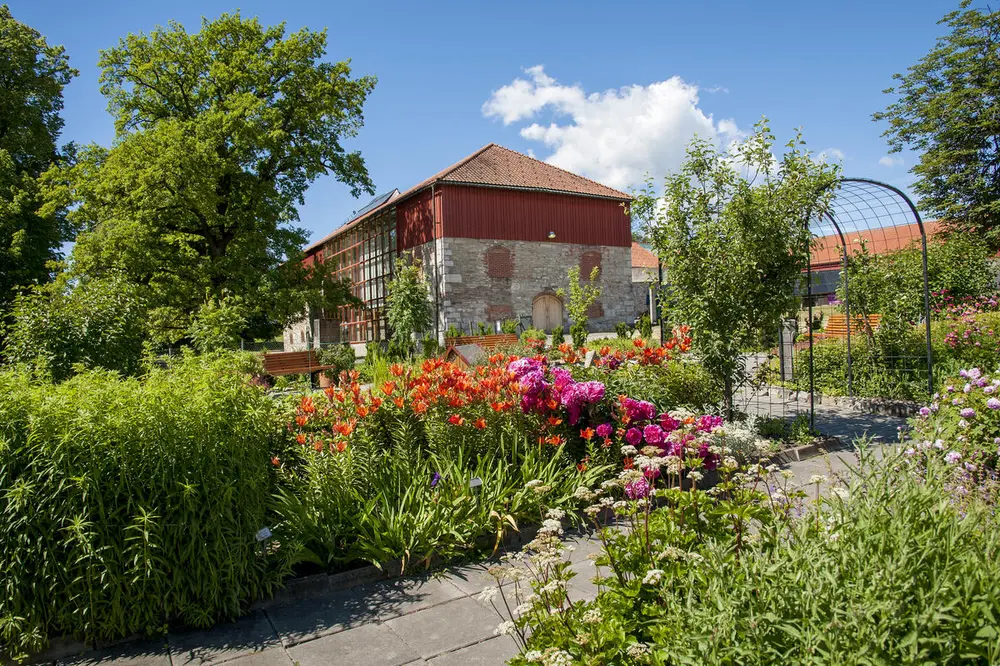 Fra urtehagen: Store blomsterbed som bugner av blomster i oransje og mørkerosa og gult. I bakgrunnen ser vi en del av Storhamarlåven; et bygg oppført i kalkstein og røde planker.