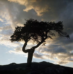 Fjellfuru i kanten av Jotunheimen