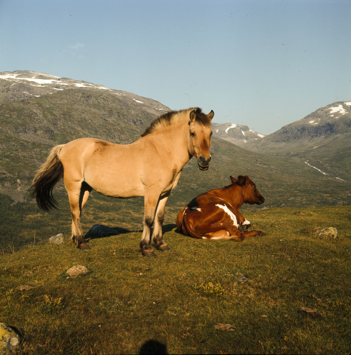 Fjording på Skogadalsbøen i Jotunheimen.Sept. 68