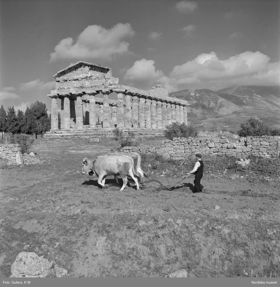 En bonde med oxar som plogar framför ett av Paestums grekiska tempel.