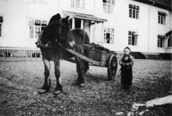 "Reknes i 1938".."Den må tidlig krøkes o.s.v".