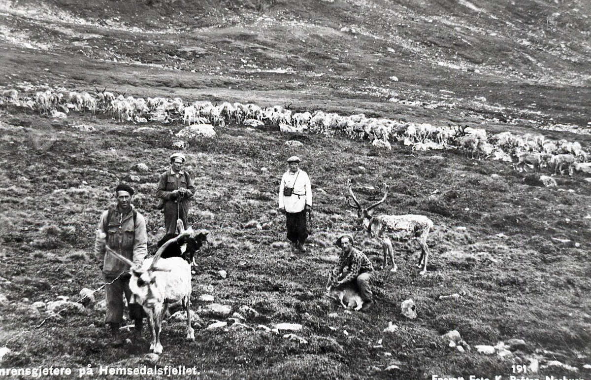 Gruppe. Tamreinsgjetarar på Hemsedalsfjellt.  Fire menn, to reinsdyr.