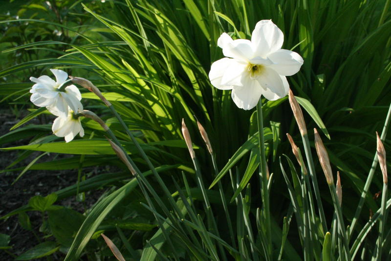 Narcissus Motoppen (Foto/Photo)