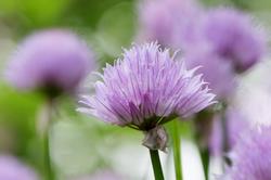 Urter i urtehagen til Norsk Farmasihistorisk Museum