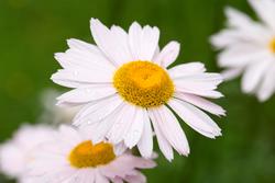 Urter i urtehagen til Norsk Farmasihistorisk Museum
