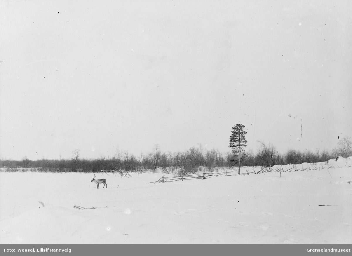 Rein ved Salmijärvi, russisk side av Pasvikelva, før 1897.
