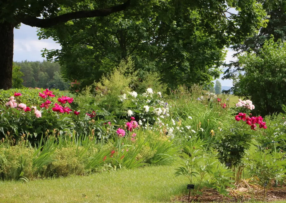 Bildet viser en blomsterbusk.