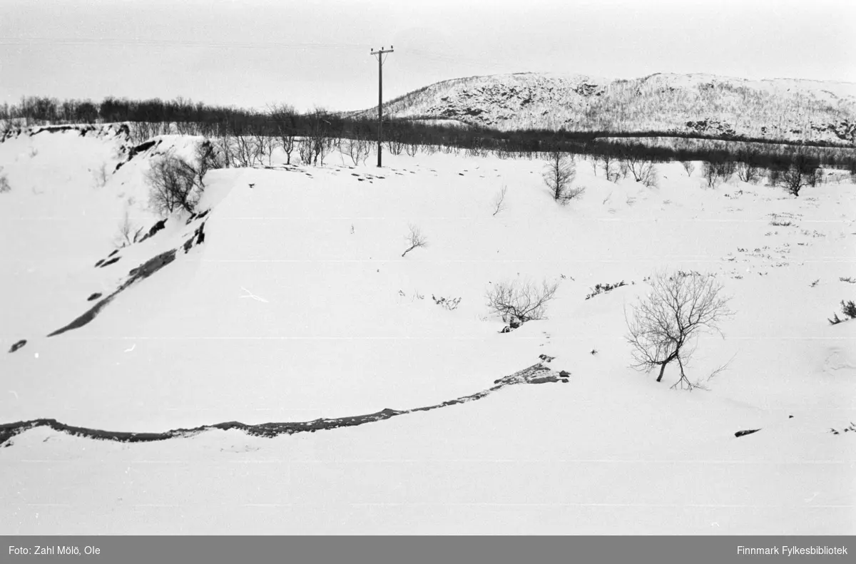 April 1968. Polmak. Landskapsbilder,, skog fotografert av Ole Zahl Mölö.