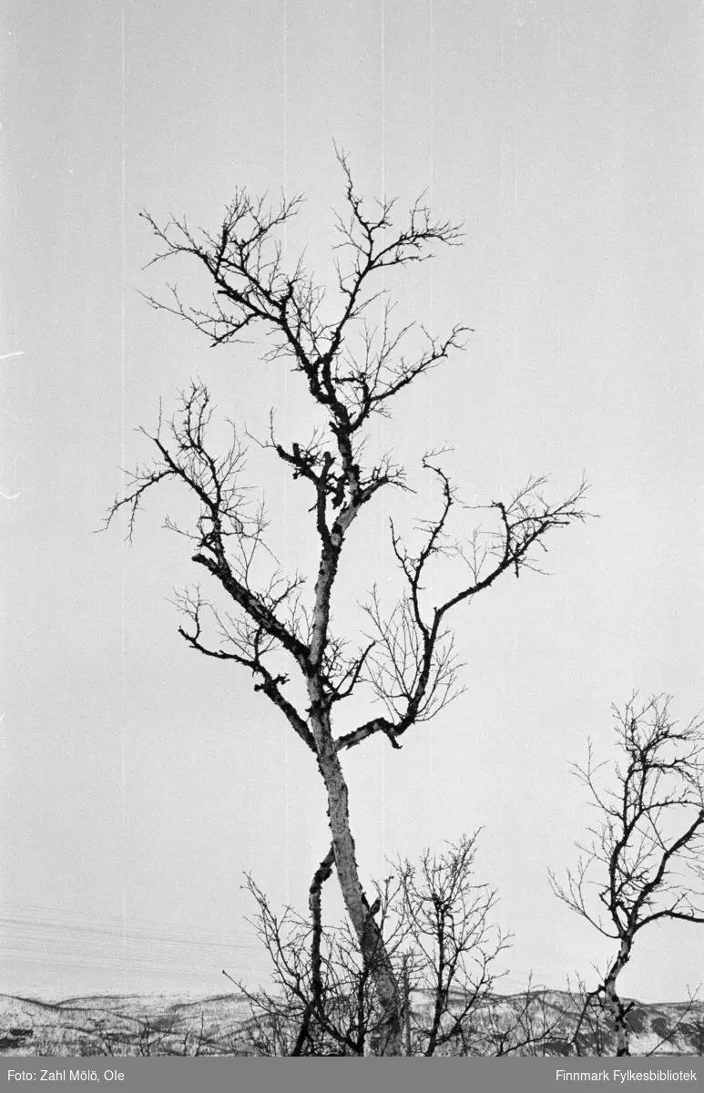 April 1968. Polmak. Landskapsbilder,, skog fotografert av Ole Zahl Mölö.