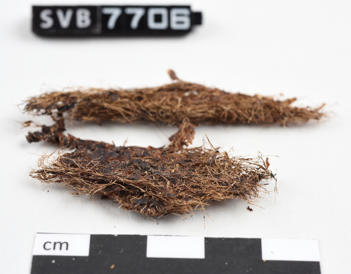 To avlange klaser med lange, brune fiber.  På fiberne henger det små tynne flak av et mørkebrunt materiale.