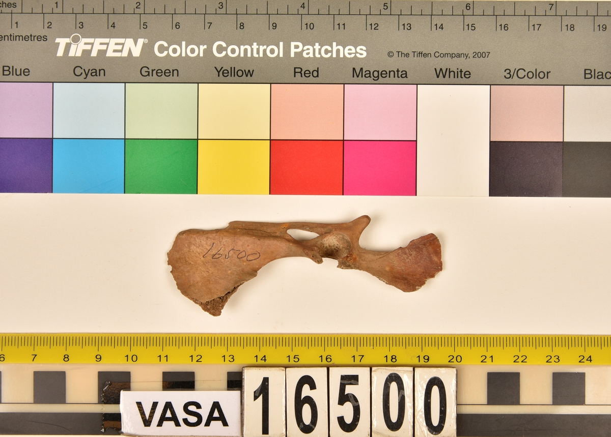 Ben från tamhöns (Gallus gallus).
1 st. vänster höftben/del av bäckenben (os coxae sin/pelvis).
Avbrutna kanter, snittmärke vid acetabulum. Gulbrun färg.