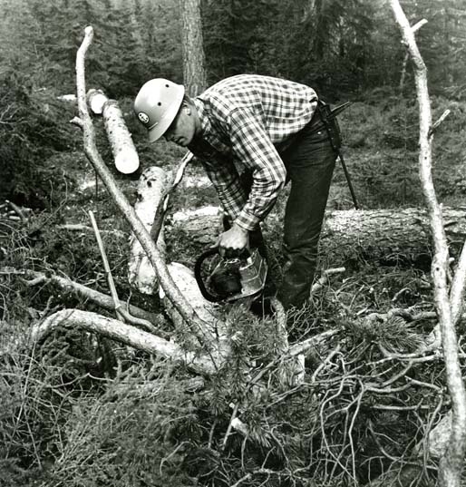 Skogsarbetare. En man kapar tallstam med motorsåg.