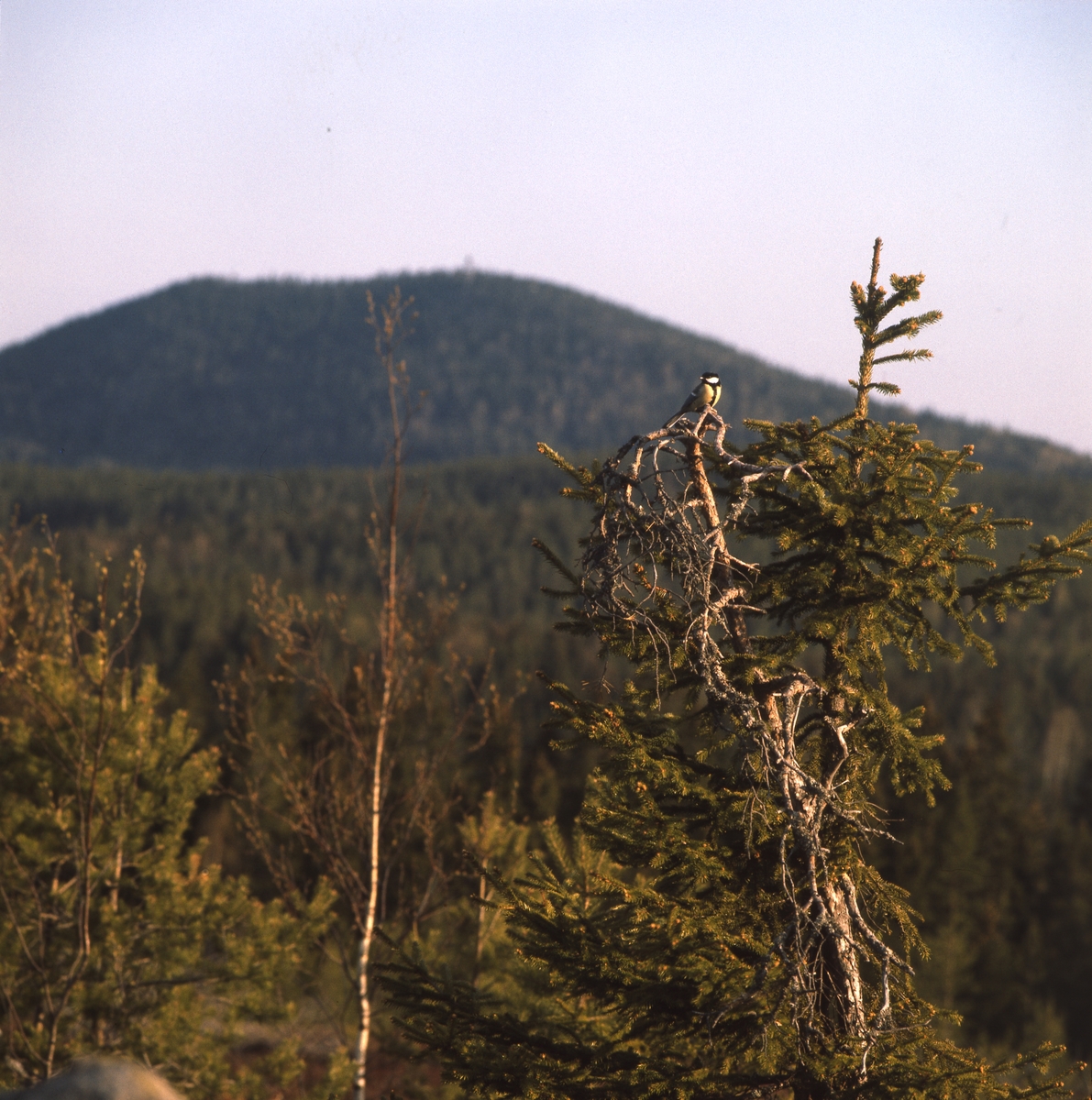En talgoxe sitter på en torrake i blandskog och i bakgrunden skymtar ett berg.