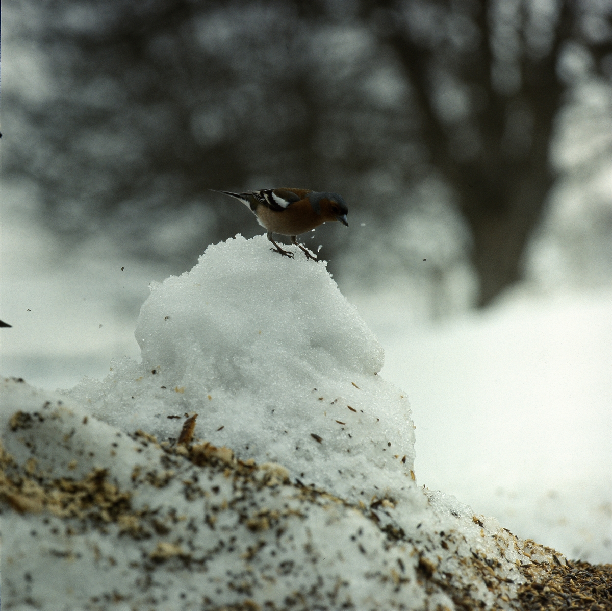 En bofink står på en liten kulle av snö. Runtomkring på marken ligger frågelfrön.