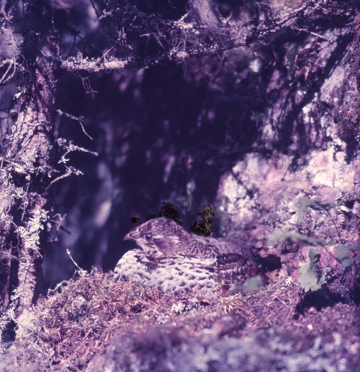 En skogsfågel ligger väl dold i ett bo på marken.