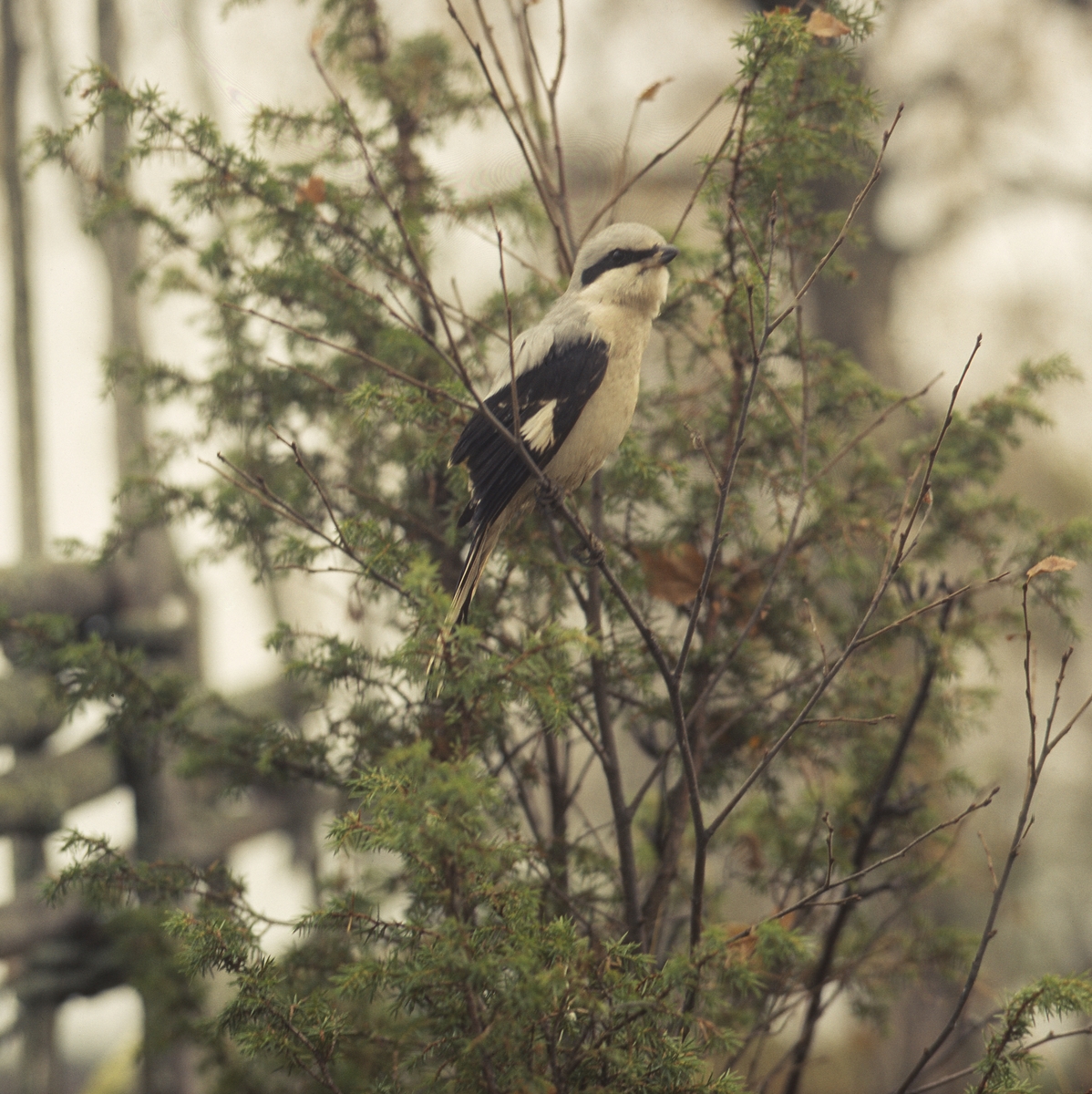 En varfågel sitter på en kvist framför en enbuske och gärdesgård.