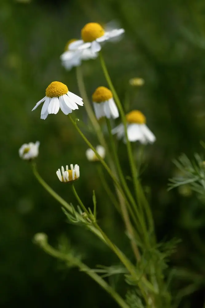 Kamilleblomstene med gule blomsterknopper og hvite kronblader vokser på lange, tynne stilker.