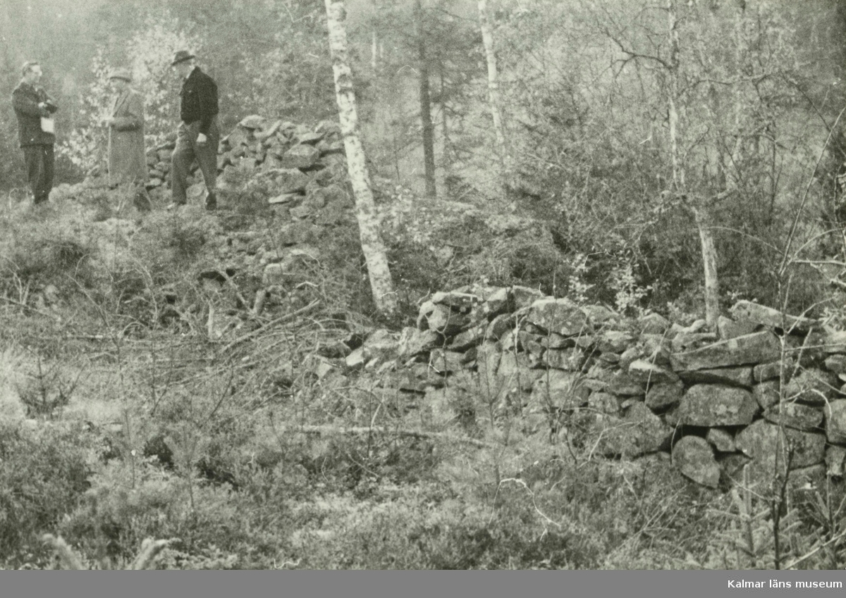 Stenmur genom skogbevuxet odlingslandskap i Rostorp.
