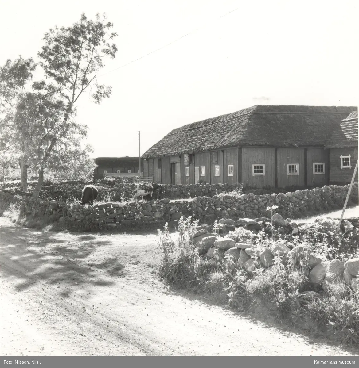 Kohagen och ladugård vid bygatan.