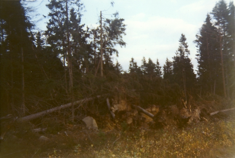 Heljesgården, Bolum.
Rotvältor år 1969 efter stormen 1969.