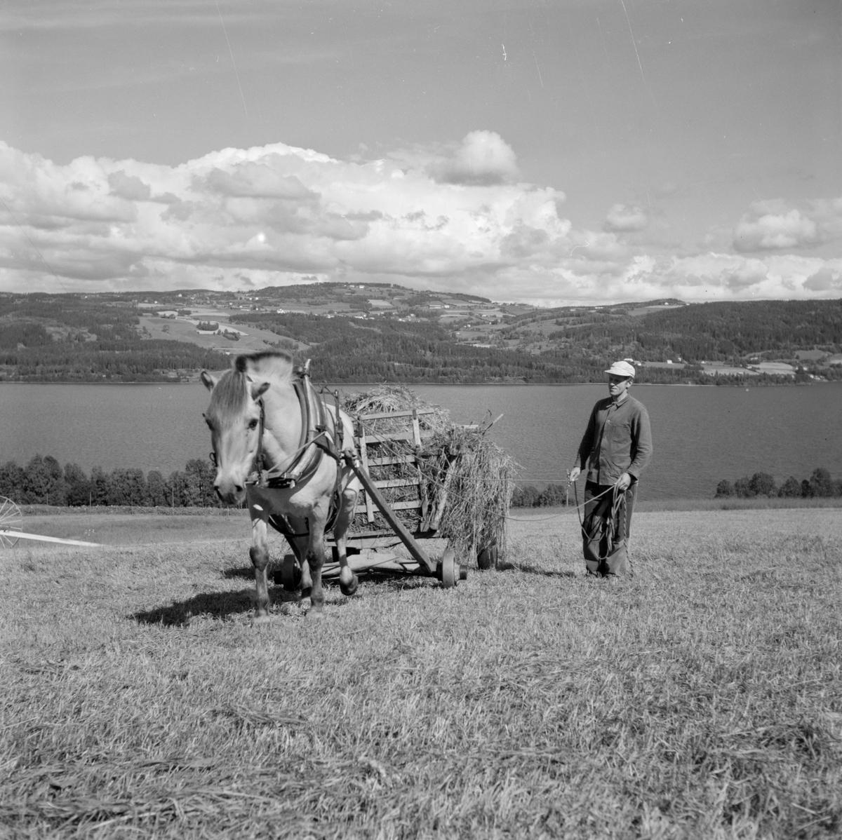 Norsk landbruks jubileumsutstilling 1959.  Mann med hest og kjerre kjører høyet i hus.