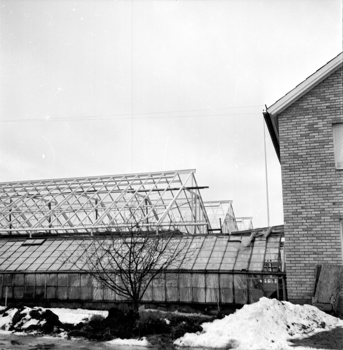 Edsbyn,
Rosa handelsträdgård,
9 December 1964